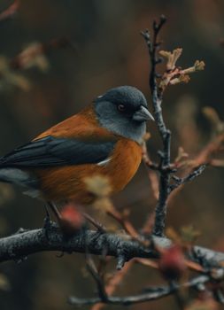 bird photo