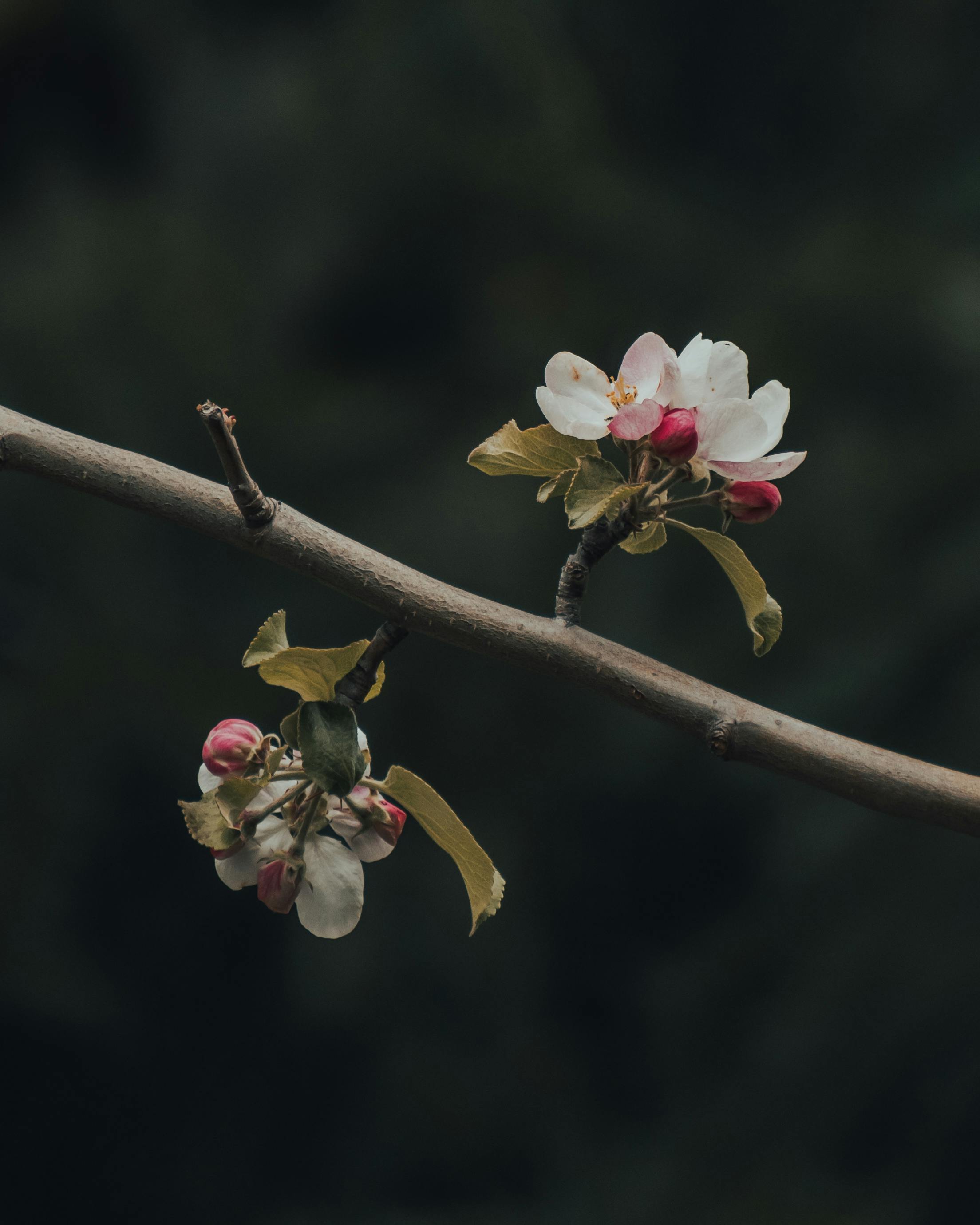 Close-up of cherry blossoms on a branch with a dark, moody background.