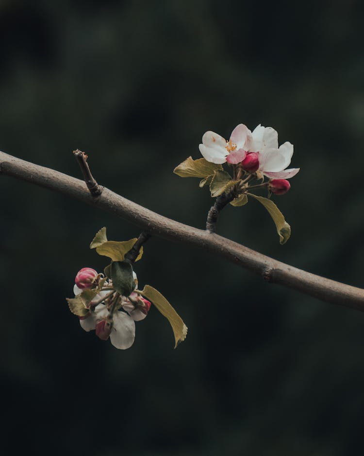 Cherry Blossom Tree