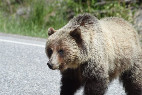 Brown Bear Crossing Asphalt Road