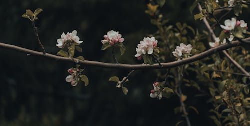 Foto profissional grátis de acima, Alasca, ameixa