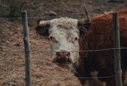 Fotobanka s bezplatnými fotkami na tému dobytok, herefordský dobytok, hospodárske zviera
