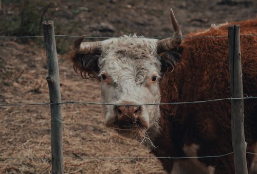 Free A detailed close-up of a Hereford cow behind a fence on a farm. Stock Photo
