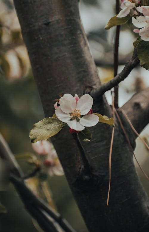 Gratis Fotos de stock gratuitas de cerezos en flor, de cerca, enfoque selectivo Foto de stock