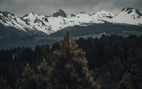 Green Trees near Snow Capped Mountain