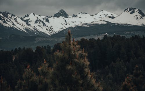 Fotos de stock gratuitas de al aire libre, Alaska, arboles