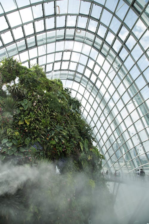 Tropical plants growing in botanic park under glass ceiling