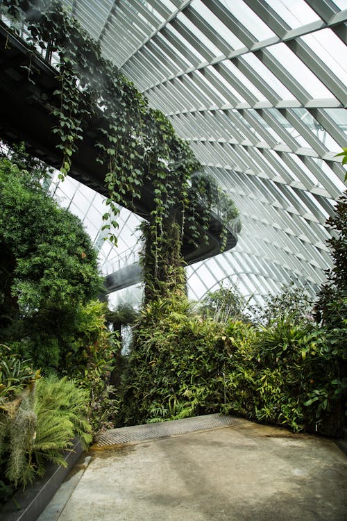 Interior of Gardens by Bay with lush green tropical plants growing under glass ceiling