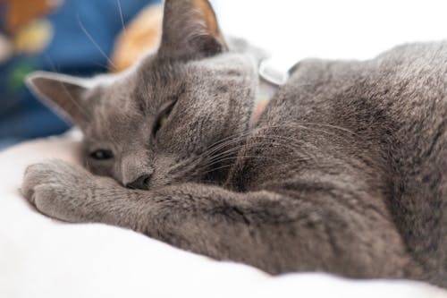 Gray Cat Lying on White Textile