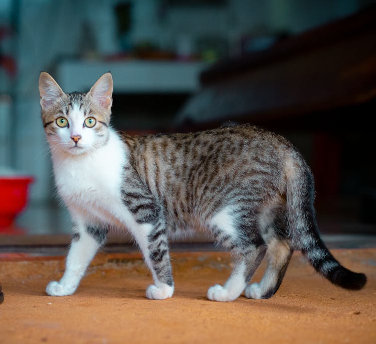 A Stripe And Spotted Fur Cat Standing
