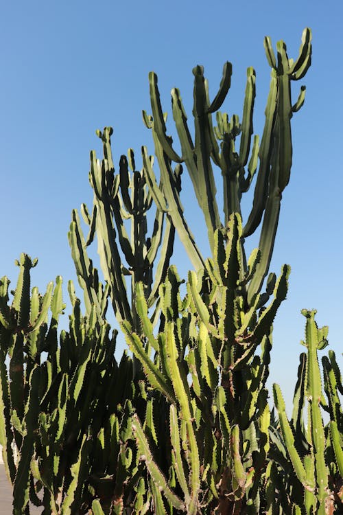 Green Cactus Under Blue Sky