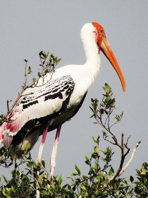 A White and Black Bird With Orange Beak Standing on Green Plant