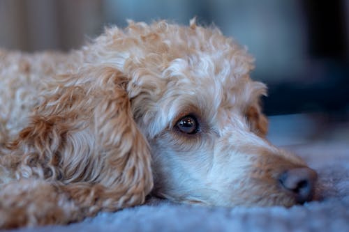 Muzzle of cute calm fluffy poodle with golden fur lying on carpet in light room on blurred background at home