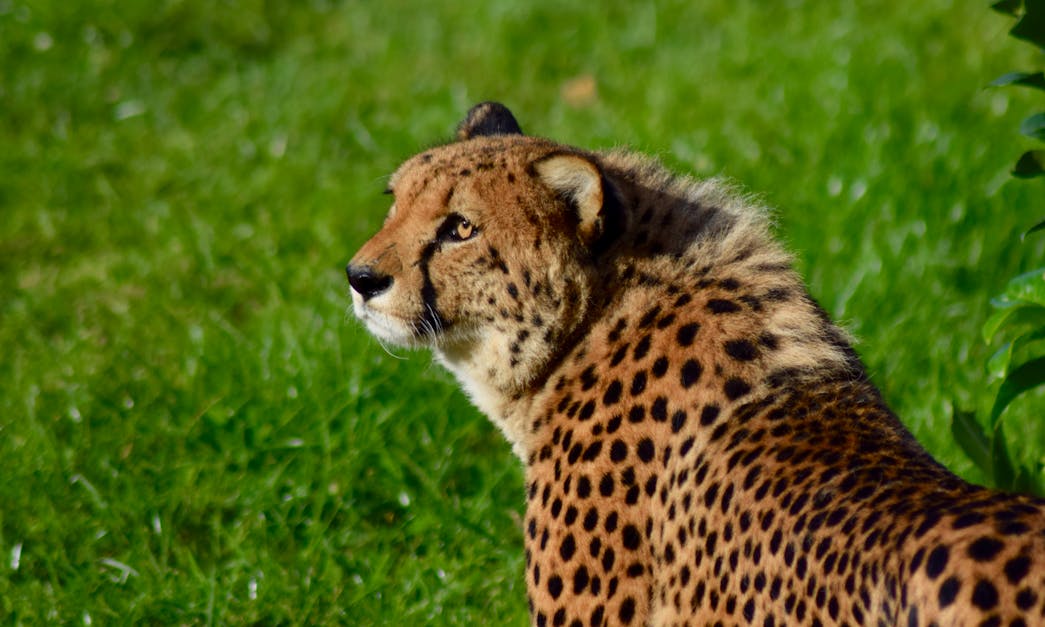 Free stock photo of big cat, cheetah, safa