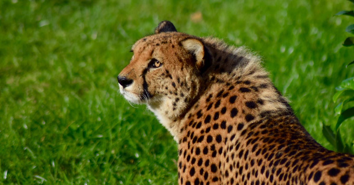 Free stock photo of big cat, cheetah, safa