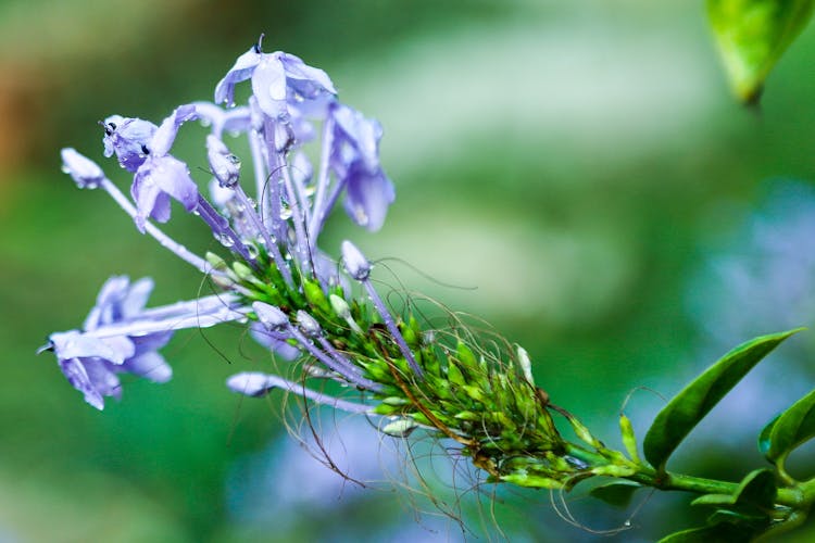 Close-up Of A Cape Leadwort Flower 