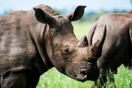 Free Gray Rhino in Macro Photography Stock Photo