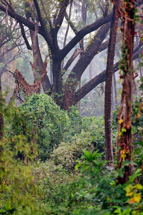 A Lush Jungle