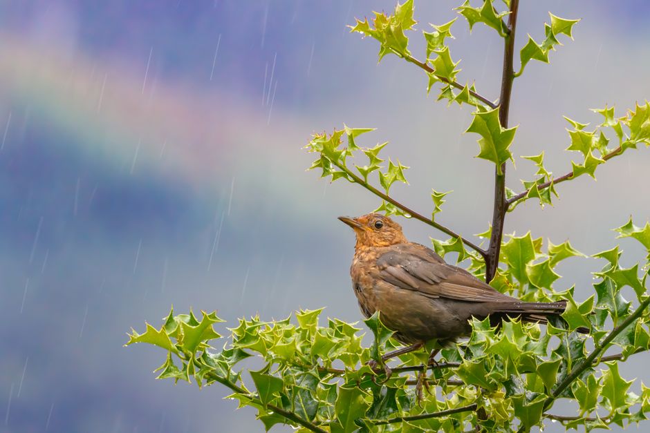 Prognoza meteo promite precipitații reduse și temperaturi variabile până la jumătatea lunii iunie