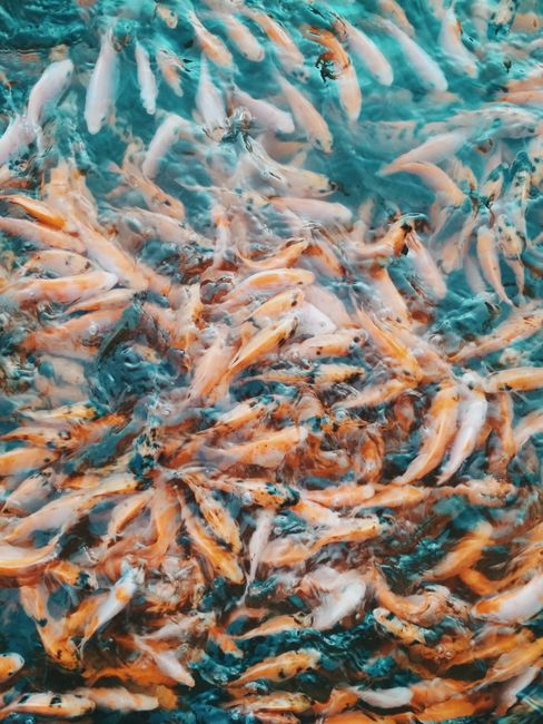 Mengapa Pindang Ikan Mas Sunda Begitu Istimewa? Mengapa Pindang Ikan Mas Sunda Begitu Istimewa?