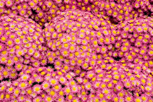 Pink Marguerite Daisy Flowers