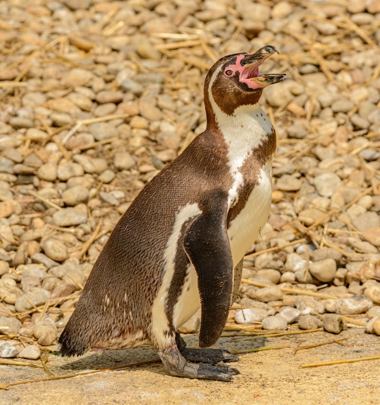 Funny Humboldt Penguin With Mouth Open