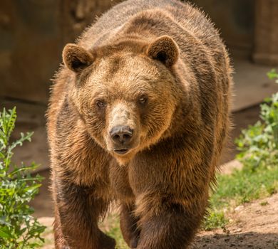 Close-up of a powerful grizzly bear walking in its natural habitat.