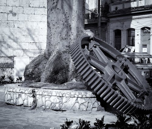 Foto d'estoc gratuïta de arbre, centre de la ciutat, centre històric