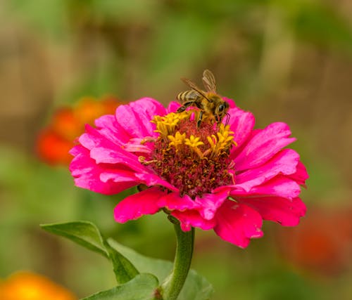 Free Honeybee Perched on Pink Flower in Close Up Photography Stock Photo