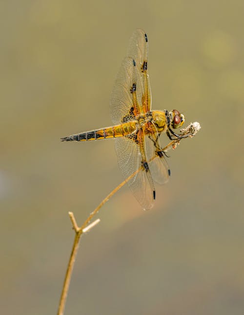 Gratis lagerfoto af dyrefotografering, guldsmed, insekt Lagerfoto