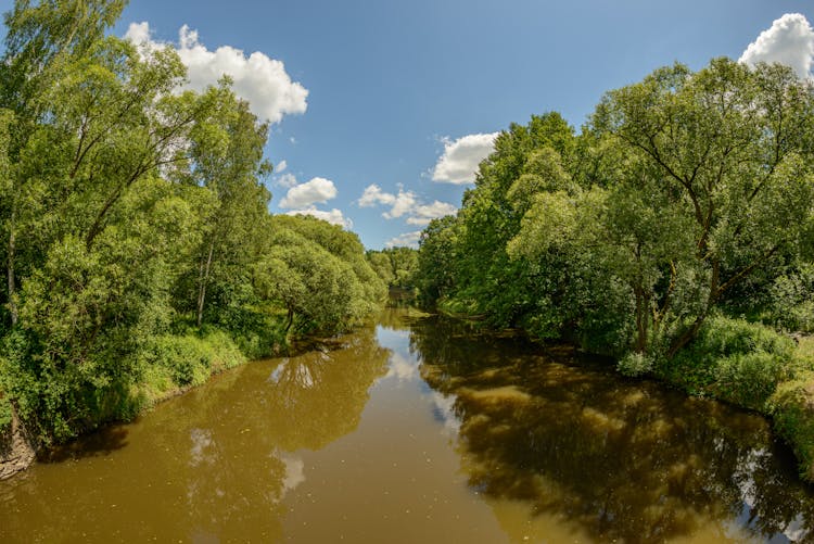 A Muddy River In The Forest