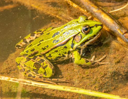 Free A vibrant green frog resting on a pond surface, showcasing natural patterns and textures. Stock Photo