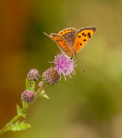 Foto stok gratis bunga-bunga, fokus selektif, fotografi makro