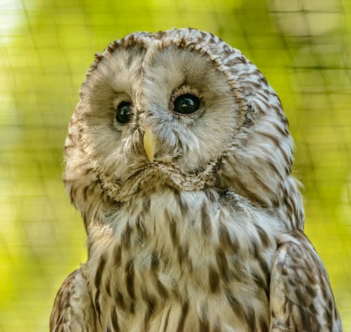 Close-Up Photo of an Owl