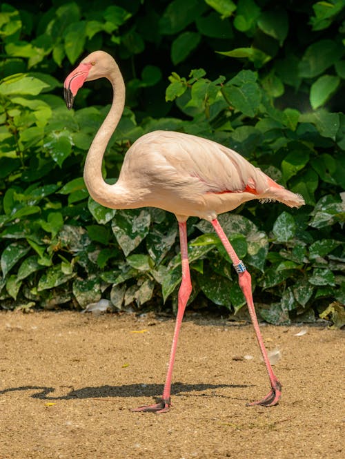 Gratis stockfoto met aviaire, fauna, flamingo