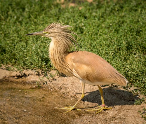 Brown heron Walking on the Ground