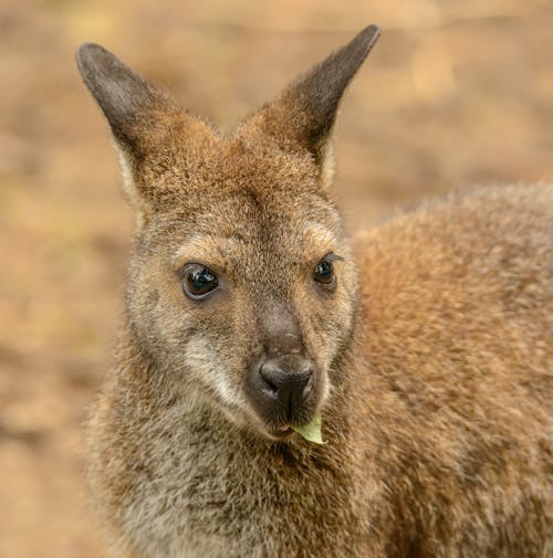 Close-up Photo of a Young Kangaroo