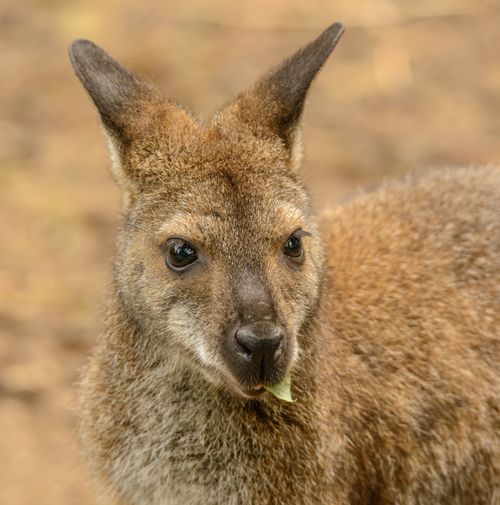 Free Close-up view of a young wallaby eating, showcasing wildlife's natural beauty and charm. Stock Photo