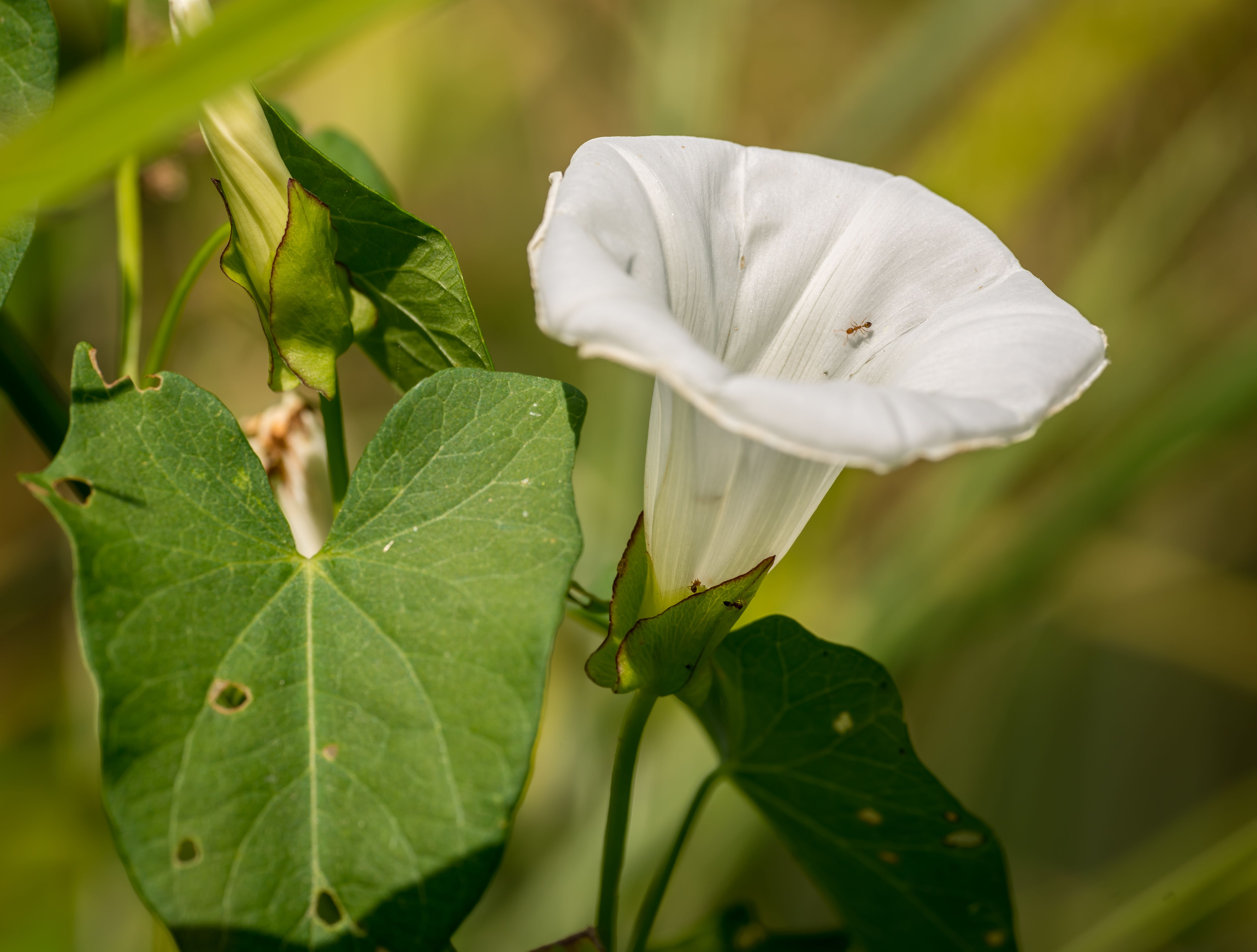 Close Up Shot of a White Flower · Free Stock Photo