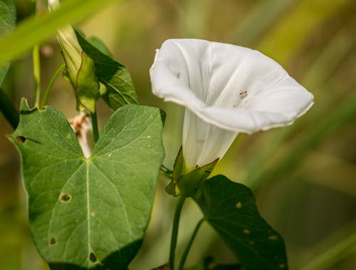 Kostnadsfri bild av blomfotografi, gröna löv, kronblad