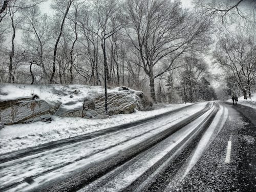 Imagine de stoc gratuită din arbori, crengi, drum