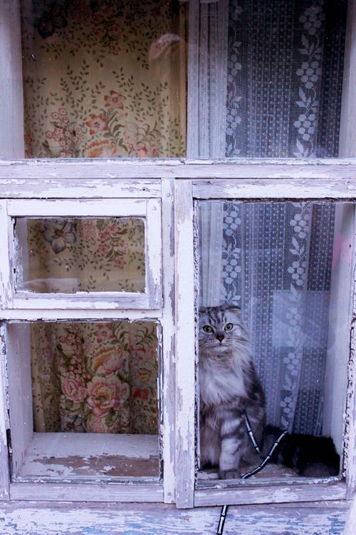 Free Adorable furry cat looking out of an old window with floral curtains. Stock Photo