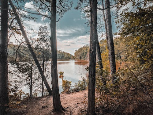 Ingyenes stockfotó fák, gyönyörű természet, háttér témában