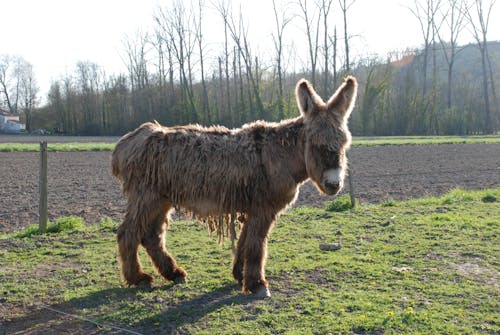 Free Brown Donkey on the Field Stock Photo