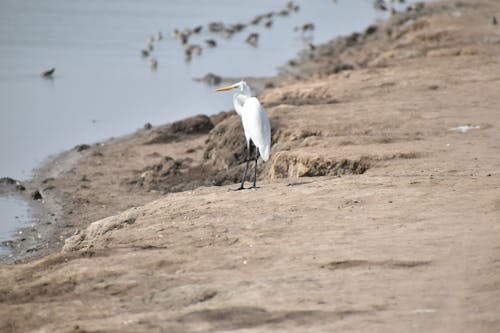 бесплатная Бесплатное стоковое фото с белая птица, берег, дикий Стоковое фото