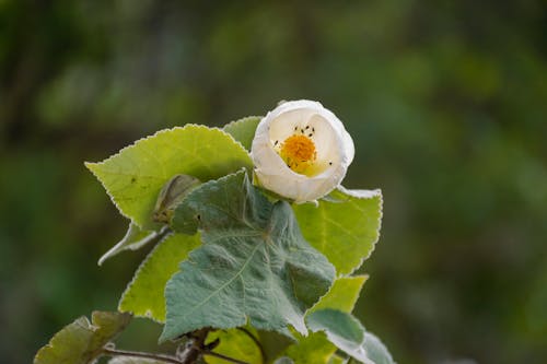 Základová fotografie zdarma na téma bílá květina, detail, květinová fotografie
