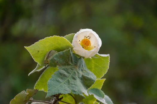 Captivating close-up of a white flower blooming in Ollantaytambo, Perú, surrounded by green leaves.