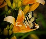 宏观镜头下，一只令人惊叹的黄色燕尾蝶栖息在充满活力的百合花上