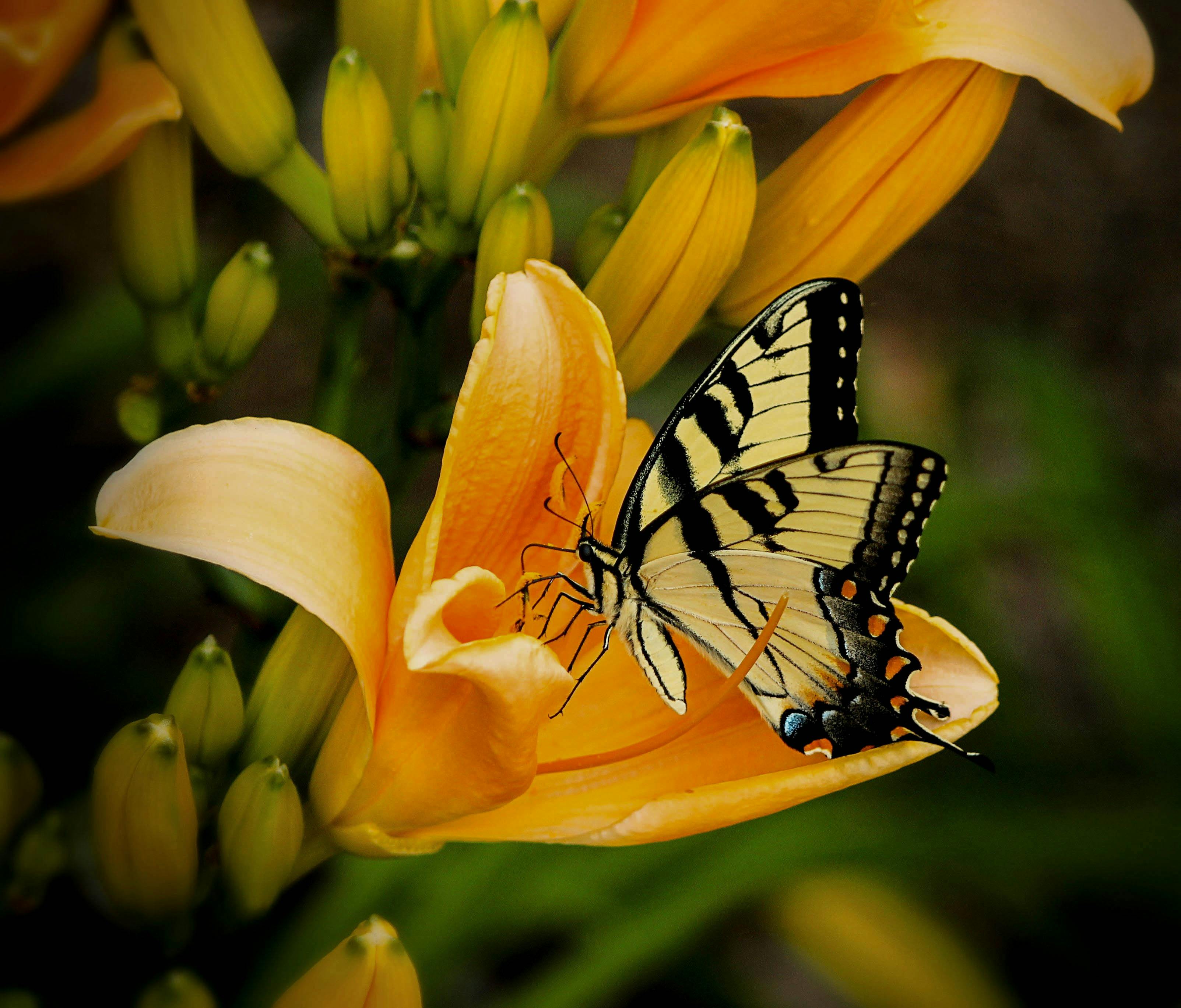 brown-and-black-butterfly-perched-on-yellow-and-red-petaled-flower