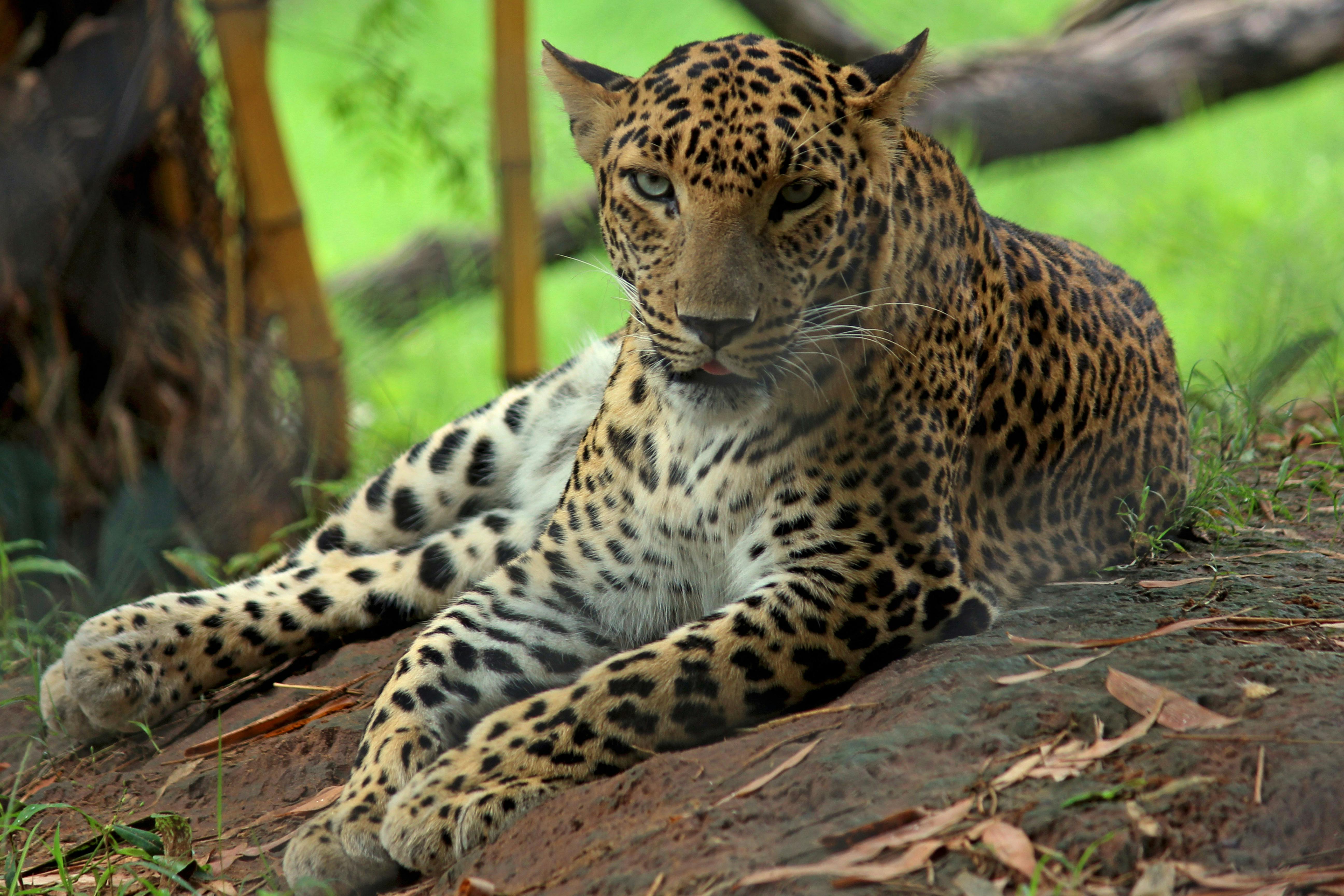 Free Stock Photo Of Leopard, Nature Photography